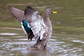 Lone Yellow billed duck swimming on surface of a pond Royalty Free Stock Photo