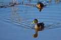 Lone Yellow billed duck swimming on surface of a pond Royalty Free Stock Photo