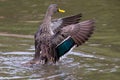 Lone Yellow billed duck swimming on surface of a pond Royalty Free Stock Photo