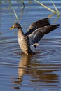 Lone Yellow billed duck swimming on surface of a pond Royalty Free Stock Photo