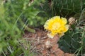 A lone yellow cactus flower