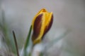 A lone yellow Crocus in spring,natural background Royalty Free Stock Photo