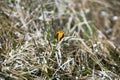 A lone yellow Crocus in spring,natural background