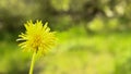 Lone yellow dandelion flower close up, macro, spring background. Copy space for text Royalty Free Stock Photo