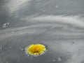 A lone yellow dandelion flower floats in the rain.