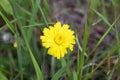 Lone yellow flower growing in the meadow