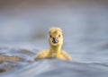 Lone yellow fluffy duckling in stormy weather on lake with big waves lost and all alone.