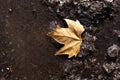 a lone yellow leaf lies on a gray ground covered with a crust of ice Royalty Free Stock Photo
