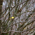 The lone yellow leaf among the thick branches in the autumn_ Royalty Free Stock Photo