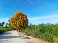 Lone yellow leaf tree in the path