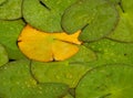 Lone yellow lily pad