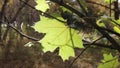 A lone yellow maple leaf on a branch swings in the wind