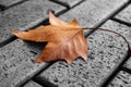 A lone yellow maple leaf lying on the pavement