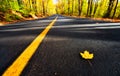 Lone Yellow Maple Leaf on the Road