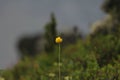 Lone yellow Northern flower