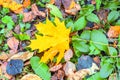 A lone yellow red maple leaf among the fallen leaves in forest Royalty Free Stock Photo