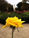 Lone Yellow Rose