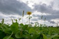 Lone yellow sunflower in a field against a cloudy sky background. Natural background Royalty Free Stock Photo