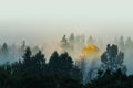 A lone yellow tree shows off its colors in the misty forest surrounded by green pine trees in a morning fog Royalty Free Stock Photo