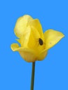 Lone yellow tulip with beetle on a blue background Royalty Free Stock Photo