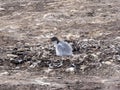 Lone young Gentoo penguin Pygoscelis papua, ouders Island, Falkland - Malvinas