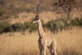 A lone young giraffe calf in a grassland.