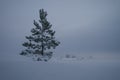 A lone young pine covered in snow. Overcast weather