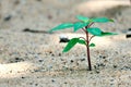 Lone Young sapling on bare sandy ground