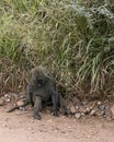 Lone young Savannah Baboon in Serengeti