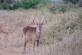 Lone young waterbuck grazing on field in the wild