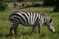 Lone zebra grazing on a field in the wild Royalty Free Stock Photo