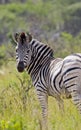 Lone zebra looking back Royalty Free Stock Photo