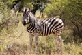 Lone zebra standing in the African bush Royalty Free Stock Photo