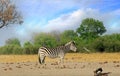 A lone Zebra standing on the African Plains with a bushveld background and a nice pale blue wispy sky