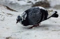 Loneley Pigeon on the side of the Partly Frozen River in Winter Royalty Free Stock Photo