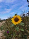 A loneley sunflower standing on a field Royalty Free Stock Photo