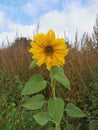 A loneley sunflower standing on a field Royalty Free Stock Photo