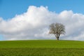Loneley tree on a field Royalty Free Stock Photo