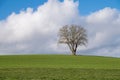 Loneley tree on a field Royalty Free Stock Photo