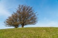 Loneley trees standing on a green hill on a bright day with blue sky Royalty Free Stock Photo