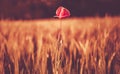 Loneliness Concept with Lonely Poppy Flower Between Rye Fields