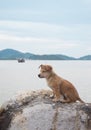 Loneliness dog sit at the beach Royalty Free Stock Photo