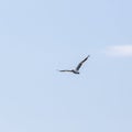 Loneliness freedom seagull flying in the blue sky over the sea Royalty Free Stock Photo