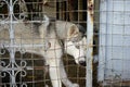 Loneliness Husky blue eyes dog in fence