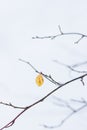 Loneliness. The last yellow leaf on a tree on a white winter background