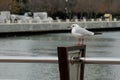 Standing seagull on the embankment on the background waterfront and trees