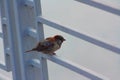 loneliness, sadness, birds, Sparrow, bridge, nature, beauty Royalty Free Stock Photo