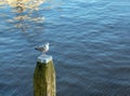 Loneliness white seagull stands on wooden beam in  water Royalty Free Stock Photo