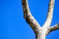 Woodpecker sitting on a tree in the Amazon forest in Leticia, Colombia Royalty Free Stock Photo