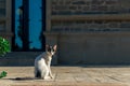 Lonely abandoned cat on the street